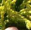 CHAMLOGO.JPG, 11 kB