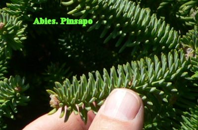 PINSAPON.JPG, 27 kB