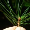 CEDARDEOLOGO.JPG, 3 kB