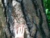 PONDEROSALOGO.JPG, 3 kB