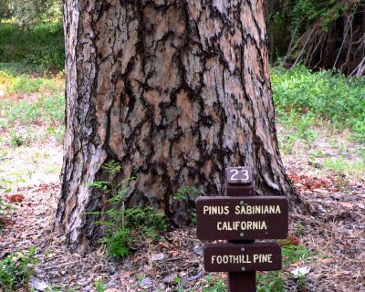 GREYPINE.JPG, 51 kB