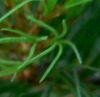 EasternWhiteLogo.jpg, 2 kB