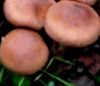 HoneyMushroomLogo.jpg, 2 kB