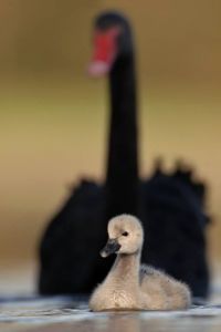 Swans.jpg, 6 kB