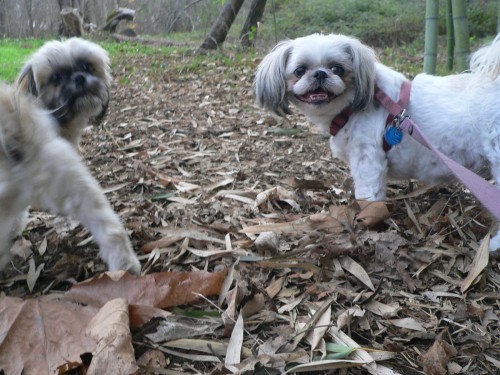 BothDogs.jpg, 72kB