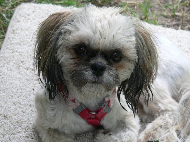 DogCallie.jpg, 96kB