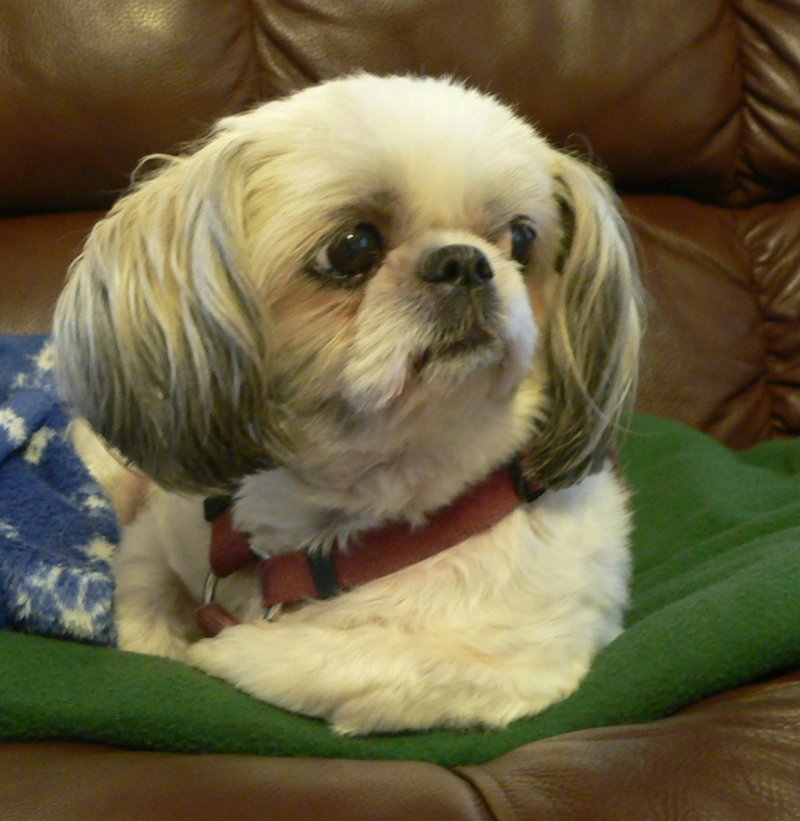 DogLexy.jpg, 94kB