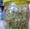 SproutsLogo.jpg, 4.6kB